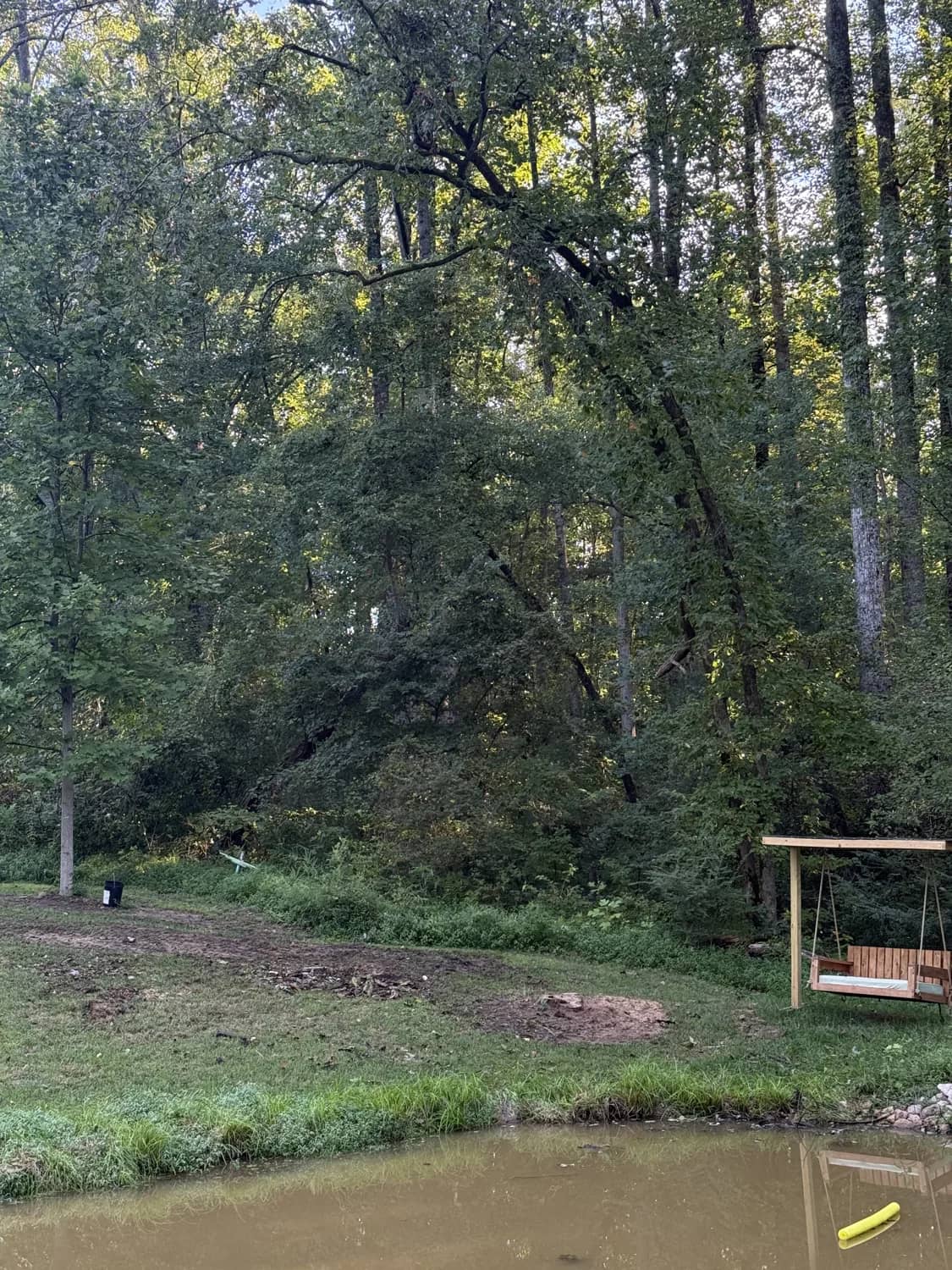 Overgrown wooded lot with dense understory and standing trees, the kind of ground forestry mulching opens up